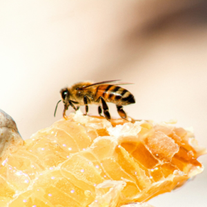 Pure Bee Honey - Natural Energy Booster